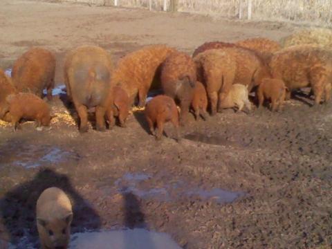 Mangalica és Durok hus hizok eladók Mangalica és Durok hus hizok eladók