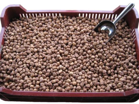 Mogyoró – mogyoróbél közvetlenül a termelőtől eladó