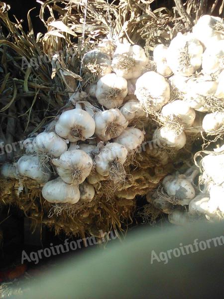 Messidor őszi fokhagyma vetőmag eladó