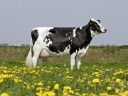 Keresek! Holstein-fríz fejős tehenet!