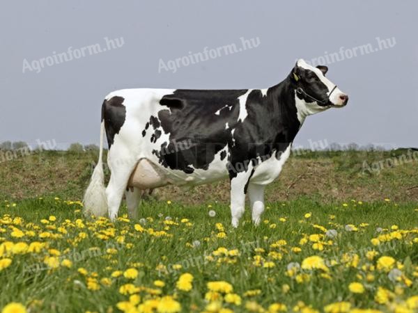 Keresek! Holstein-fríz fejős tehenet!