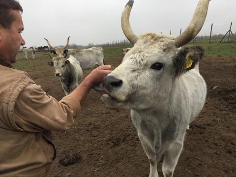 Szürke marha növendék bika 350-400 kg eladó Szürke marha növendék bika 350-400 kg eladó