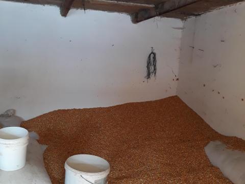 Morzsolt kukorica Morzsolt kukorica