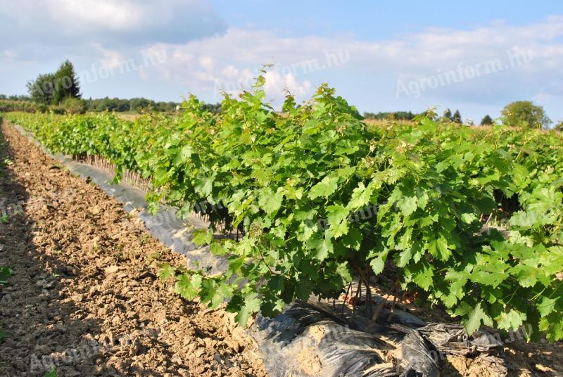 Minőségi gyökeres szőlőoltvány eladó