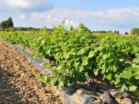 Minőségi gyökeres szőlőoltványok eladók