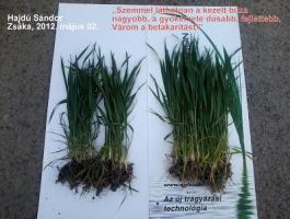 AGROSOL Liquid – biztos indulás száraz tavasszal