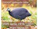 Napos Gigant gyöngyös