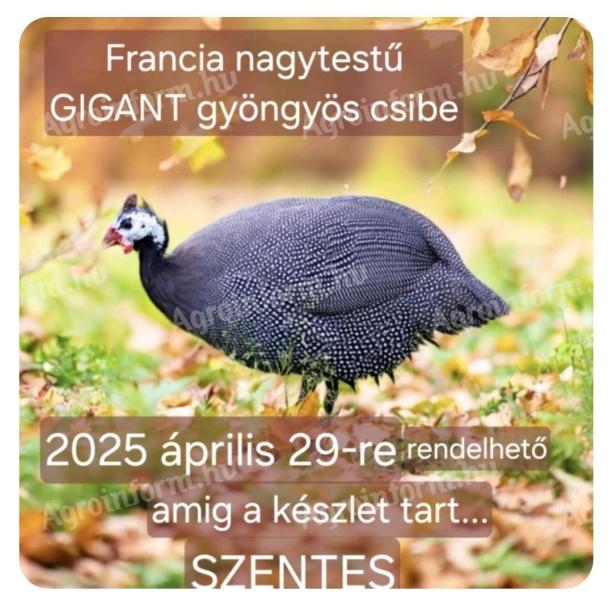 Napos Gigant gyöngyös