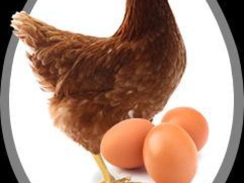 16 hetes Lohmann és Nick Brown tojójércék eladók