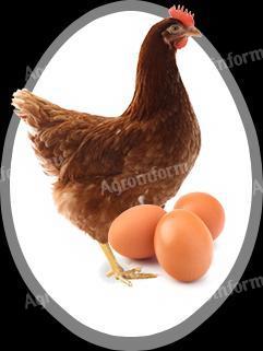 16 hetes Lohmann és Nick Brown tojójércék eladók