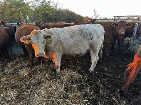 Szabadtartású húshasznú üszők eladók Szabadtartású húshasznú üszők eladók