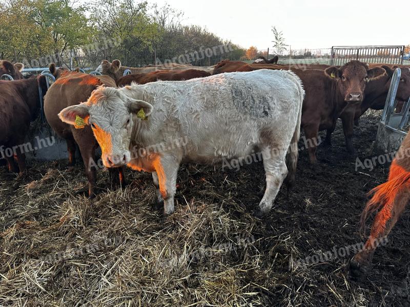 Szabadtartású húshasznú üszők eladók