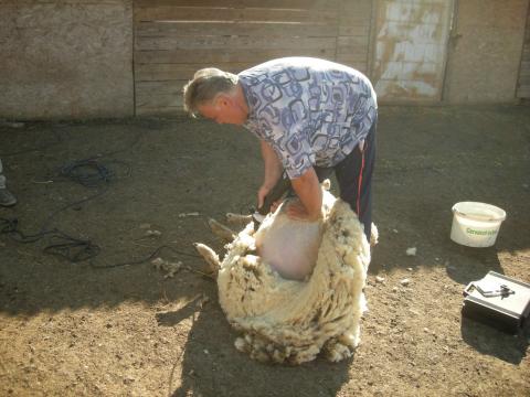 BIRKANYIRÁST VÁLLALOK BIRKANYIRÁST VÁLLALOK