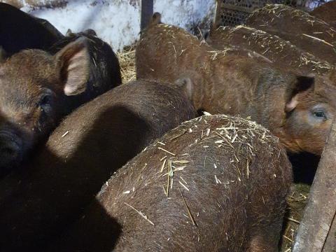 Törzstenyészetből Mangalica F1-es malacok eladók Törzstenyészetből Mangalica F1-es malacok eladók