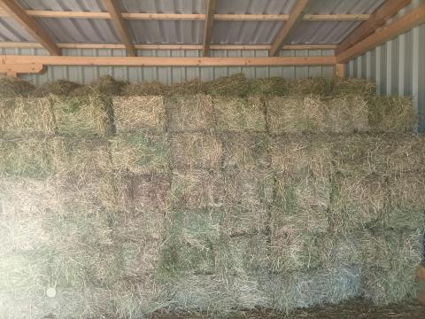 Lucernabála Lucernabála