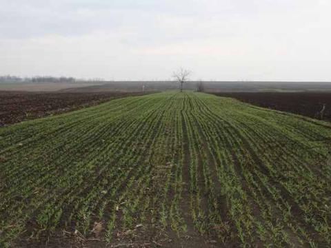 Somogyban,  Szolnokban,  Bácsban,  Győrben céges gazdaságok,  bérfölddel eladók Somogyban,  Szolnokban,  Bácsban,  Győrben céges gazdaságok,  bérfölddel eladók