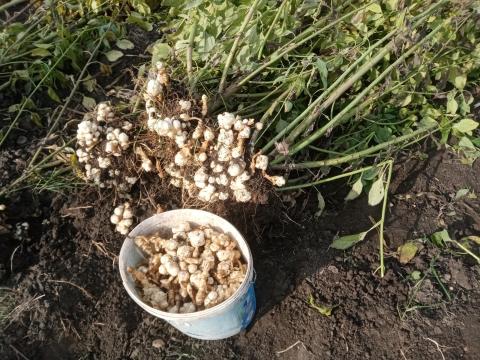 Csicsóka eladó – étkezésre, vadföld telepítéshez, állati takarmányozásra