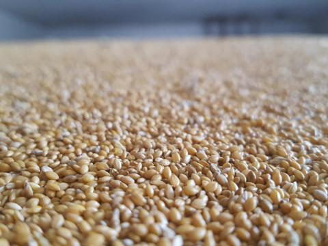 Sárga színű muharmag eladó, fémzárolt vetőmagból, 2025-ös termés Sárga színű muharmag eladó, fémzárolt vetőmagból, 2025-ös termés