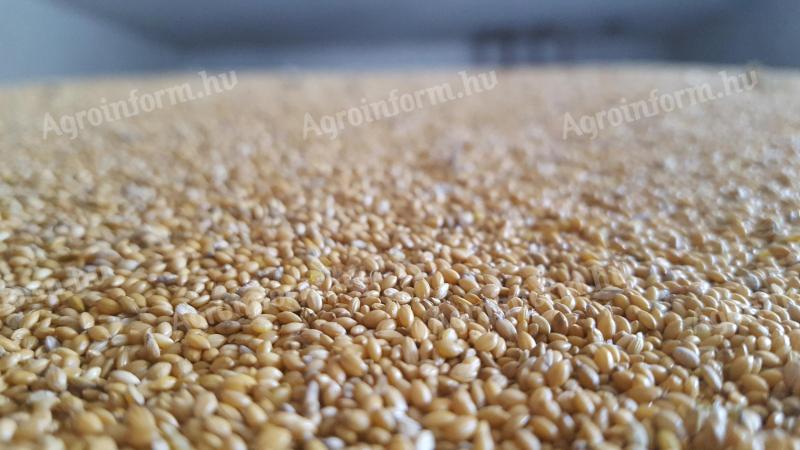 Sárga színű muharmag eladó, fémzárolt vetőmagból, 2025-ös termés