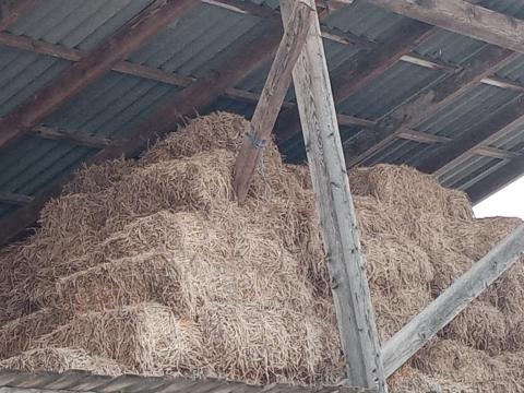 Lucerna kockabála eladó Lucerna kockabála eladó