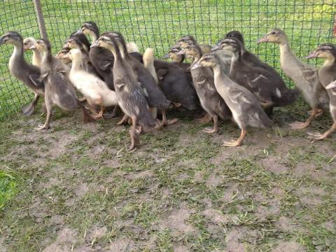 Csigaevő indiai futókacsa eladó Tótvázsonyban