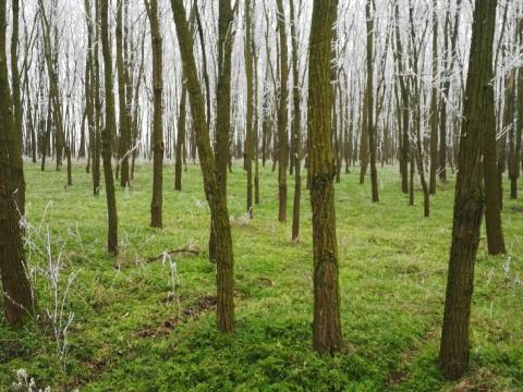Akácerdő eladó Akácerdő eladó