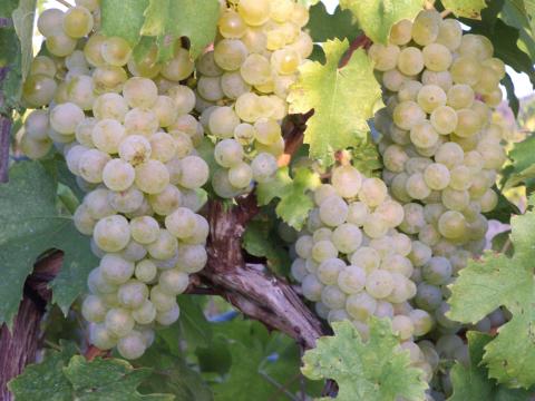 Kékoportó, Rizlingszilváni szőlő eladó Kékoportó, Rizlingszilváni szőlő eladó