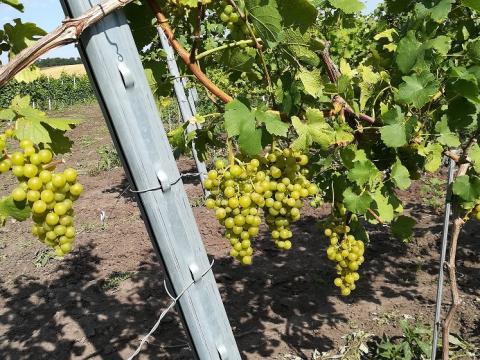 Irsai Olivér szőlő eladó Irsai Olivér szőlő eladó