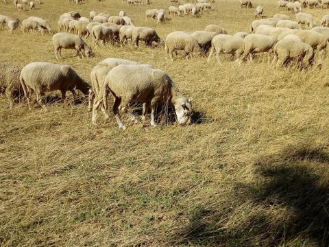 300 db Ile de France és Merinó juh eladó