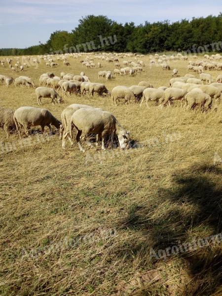Vemhes anyajuhok 300 db + 40 db 50 kg-os jerkebárány eladó