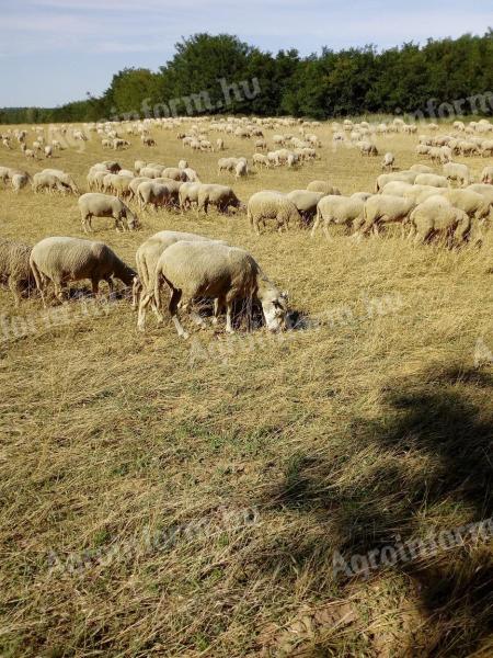 Vemhes anyajuhok, 300 db eladó - Ile de France és Merinó juhok