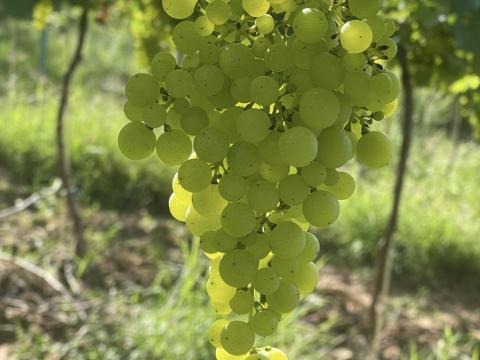 Irsai Olivér Irsai Olivér