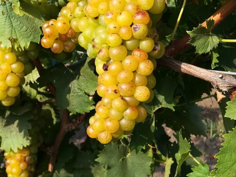 Sárga muskotály szőlő eladó Sárga muskotály szőlő eladó
