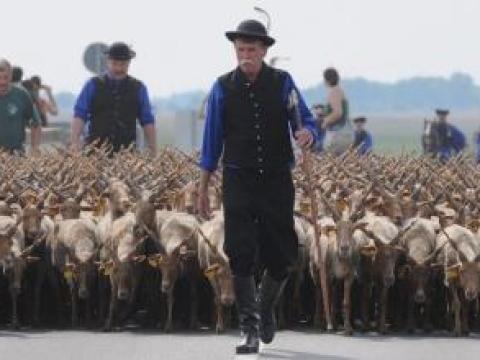 Juhászatban jártas kollégát keresek Juhászatban jártas kollégát keresek