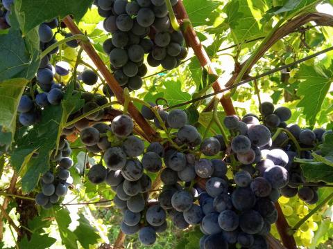 Otello szőlő eladó Otello szőlő eladó