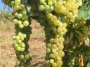 Szőlő eladó (muskotály, furmint, hárslevelű)