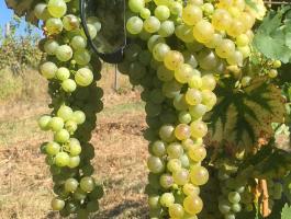 Szőlő eladó (muskotály, furmint, hárslevelű)
