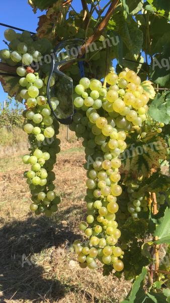 Szőlő eladó (muskotály, furmint, hárslevelű)