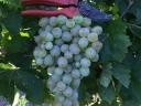 Szőlő eladó (muskotály, furmint, hárslevelű)