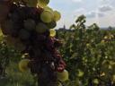 Szőlő eladó (muskotály, furmint, hárslevelű)