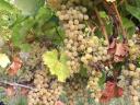 Szőlő eladó (muskotály, furmint, hárslevelű)