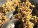 Szőlő eladó (muskotály, furmint, hárslevelű)