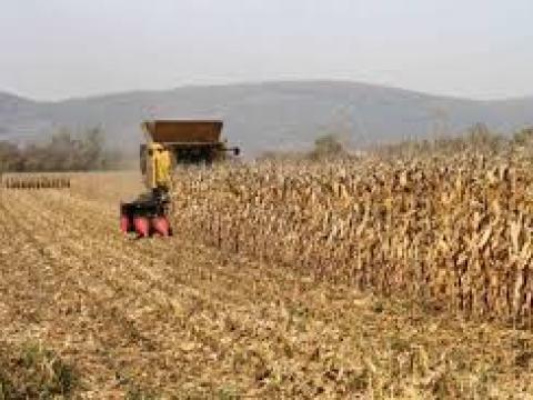 Kukorica felvásárlás