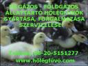 ÁLLATTARTÓ HŐLÉGFÚVÓK GYÁRTÁSA FORGALMAZÁSA!