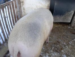 Selejt anyakoca eladó