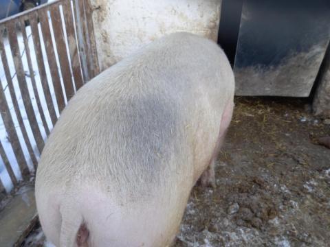 Selejt anyakoca eladó