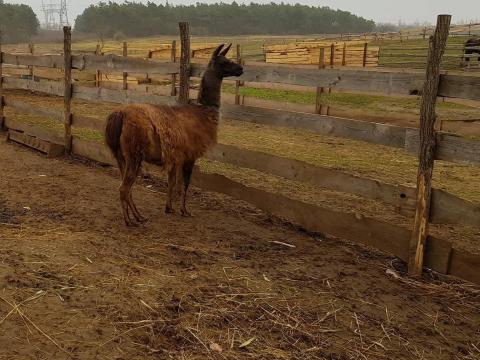 Hím láma eladó Hím láma eladó