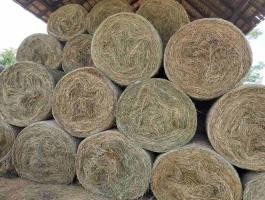 Eladó széna és szalma, kiváló minőségű bálák Dunakeszin