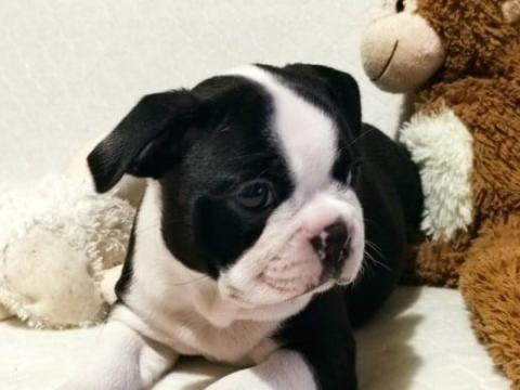 Törzskönyvezett Boston terrier kiskutyák eladók tenyésztőtől Törzskönyvezett Boston terrier kiskutyák eladók tenyésztőtől