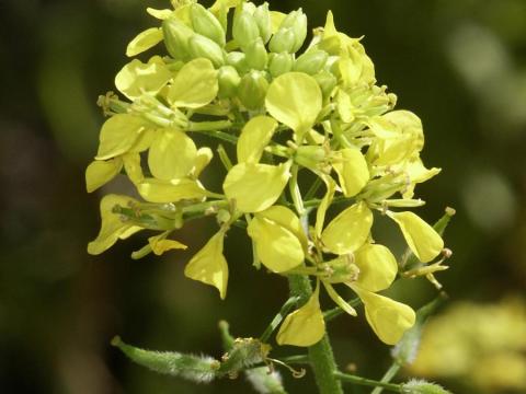 Vetőmag termeltetési lehetőség: facélia, olajretek, mustár, homoki zab, tavaszi bükköny vetőmag termeltetés Vetőmag termeltetési lehetőség: facélia, olajretek, mustár, homoki zab, tavaszi bükköny vetőmag termeltetés